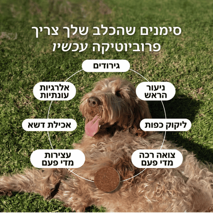 גודי® חטיפי פרוביוטיקה לכלב